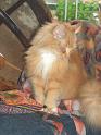 Flop en Spook  Sjamaan katten  _06-05-27_02
